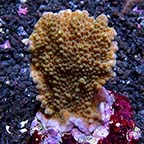 Acropora efflorescens - Bali Maricultured